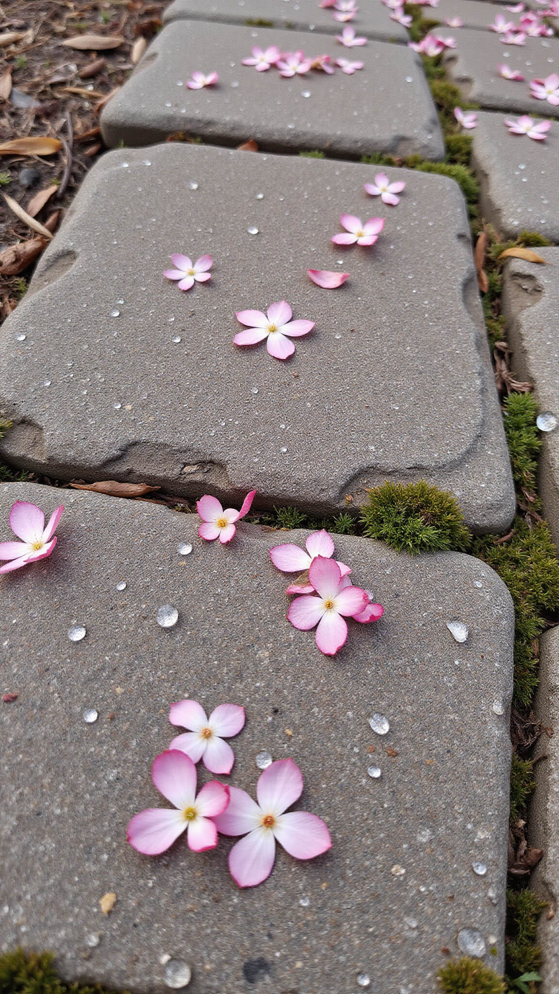 Macro shot of fallen cherry blossoms on mossy stepping stones with morning dew and soft natural light.