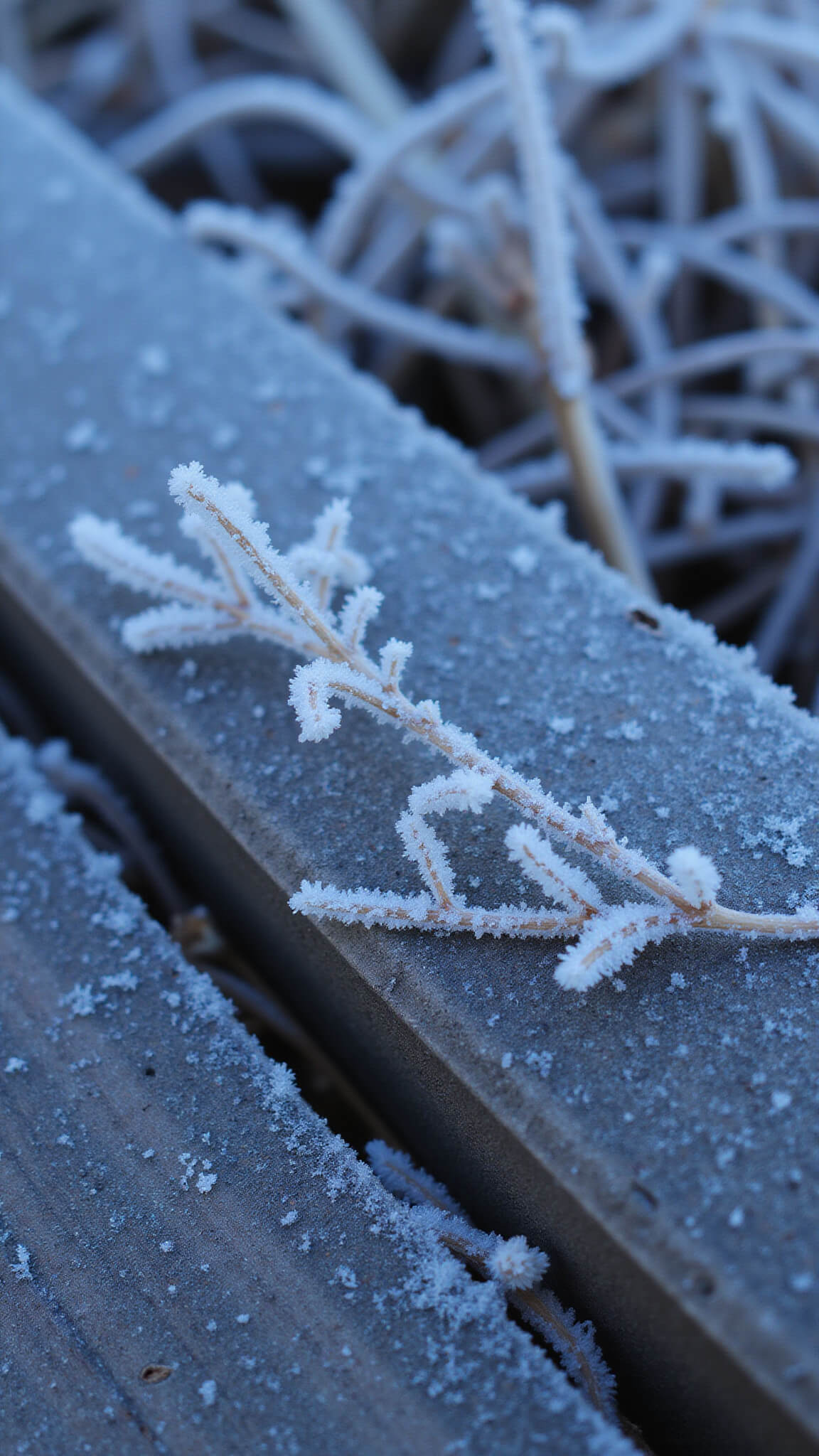 Macro shot of frost-covered branches, dried grass, and a weathered wood bench in early morning blue light.